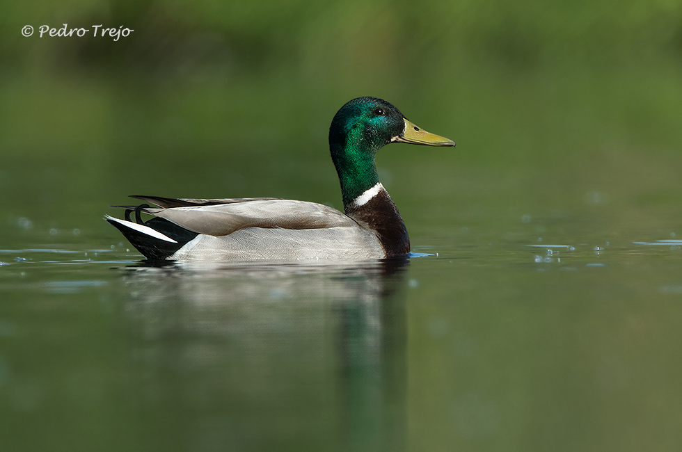 Anade real (Anas platyrhynchos)